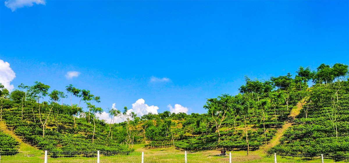 শ্রীমঙ্গল ডে ট্যুর